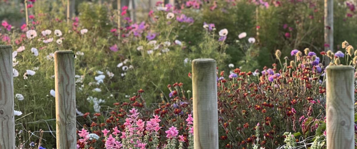 Summer Chippy Flower Farm