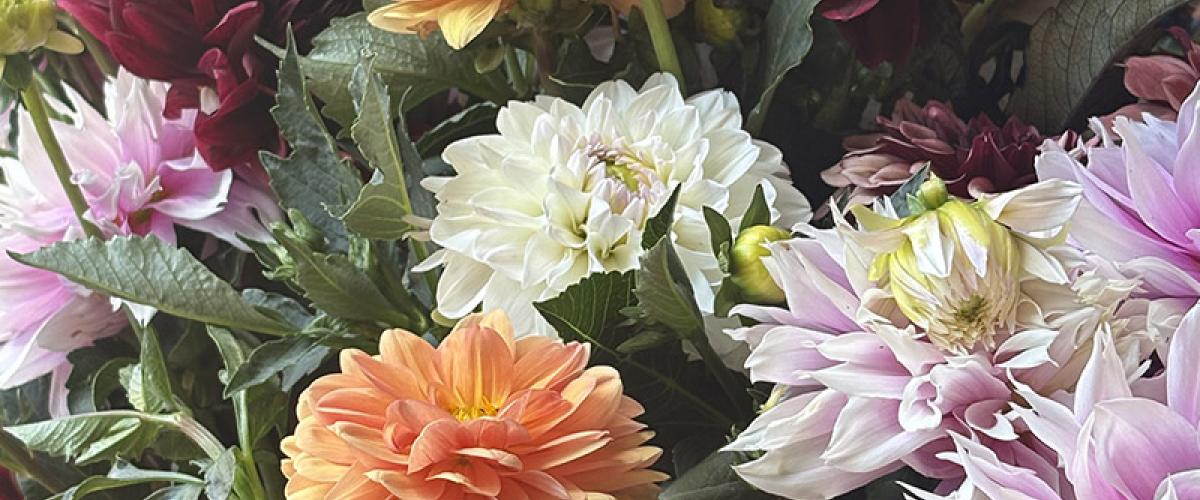 Chippy Flower Farm late summer